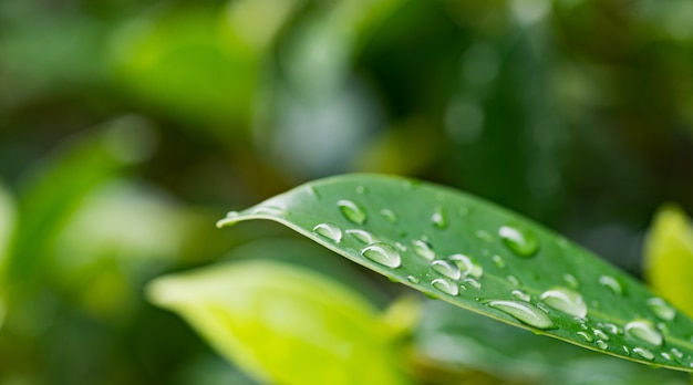 papel de parede de fundo natural de folhas verdes, textura da folha, folhas com espaço para texto