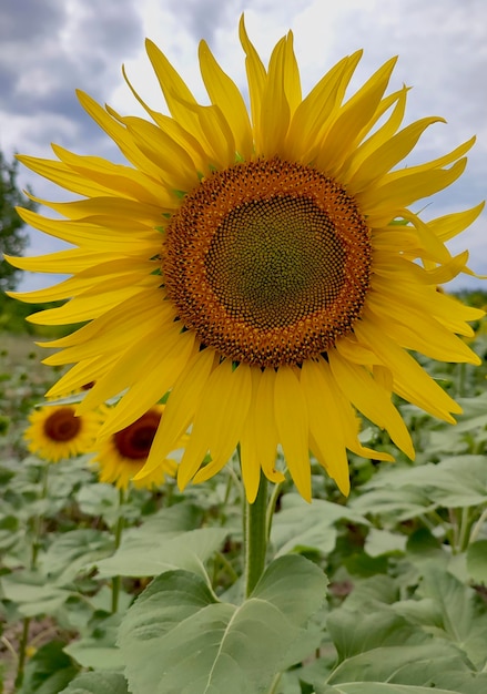 Foto papel de parede de girassóis no campo