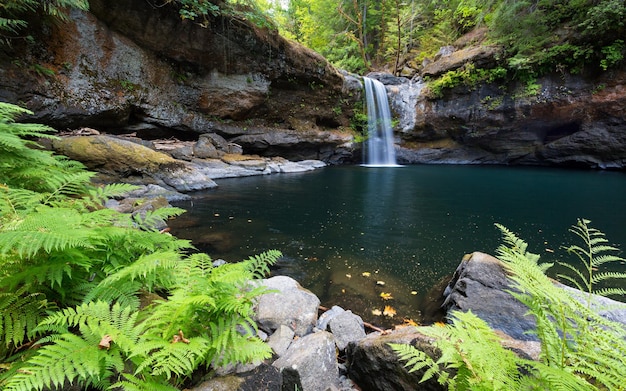 Papel de parede de pequena cachoeira na floresta