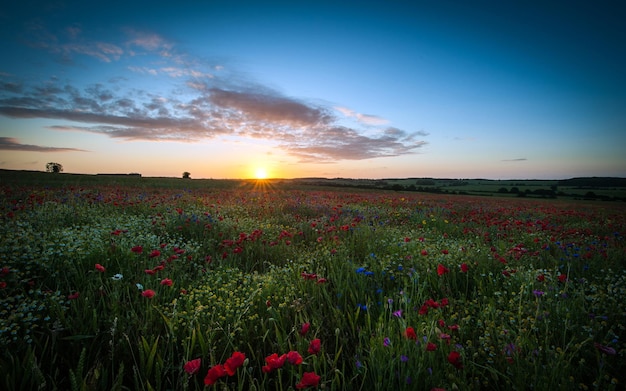 Papel de parede do pôr do sol entre as flores ao entardecer