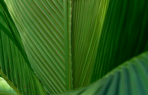 papel de parede verde