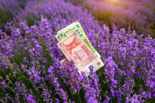 Papel moneda moldavo en el contexto de la lavanda