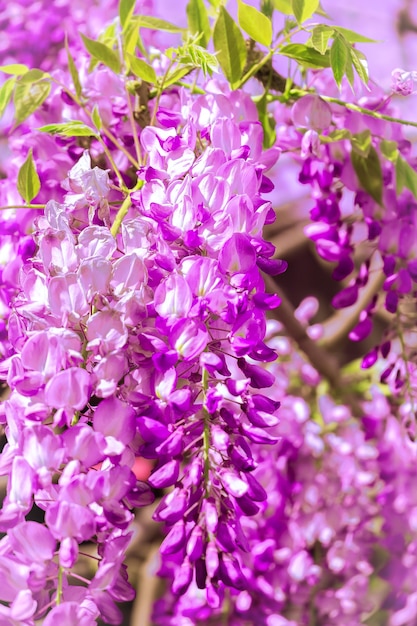 Papel pintado de estética de flores. Concepto de amante de la naturaleza. Lila púrpura floreciente