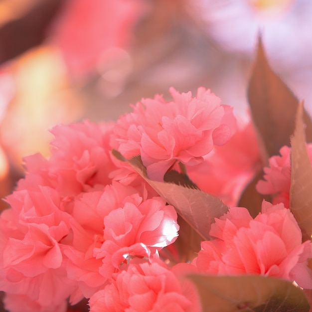 Papel pintado de estética de moda. Flores rosadas. Arbol de flor de cereza