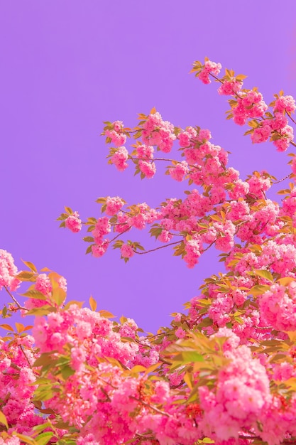 Papel pintado de estética de moda. Flores rosadas. Arbol de flor de cereza