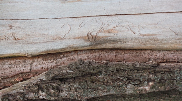 Papel pintado estructural parte de un tronco de árbol con y sin corteza Huellas de escarabajos de corteza