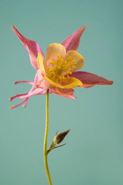 papel pintado floral con flores de aquilegia papel pintado floral con flores de aquilegia