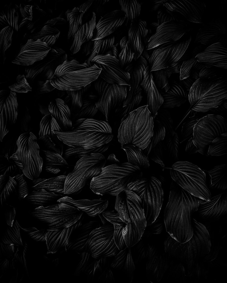 Foto papel pintado de fondo de hojas negras
