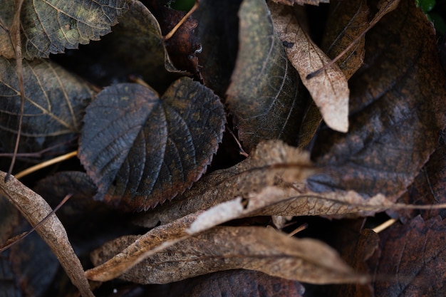 Papel pintado de la foto de la planta. viejas hojas de otoño