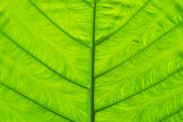 Papel pintado de la naturaleza color verde brillante de la hoja.