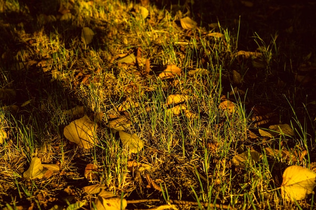 Papel pintado de otoño con follaje amarillo y hierba y luz de la tarde que cae