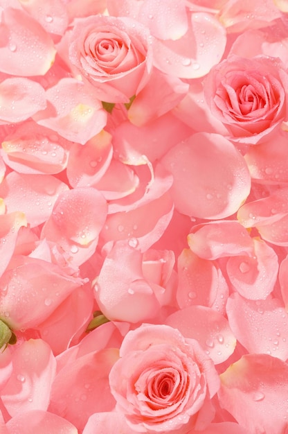 Papel pintado rosa para la exhibición de productos que muestran productos en un fondo rosa rosa