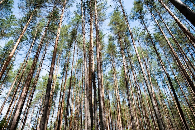 papel tapiz para el bosque