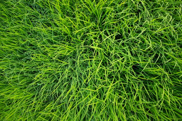 Papel tapiz de fondo de textura de planta de plántulas de arroz verde