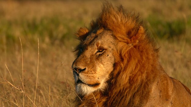 papel tapiz de león africano en hd