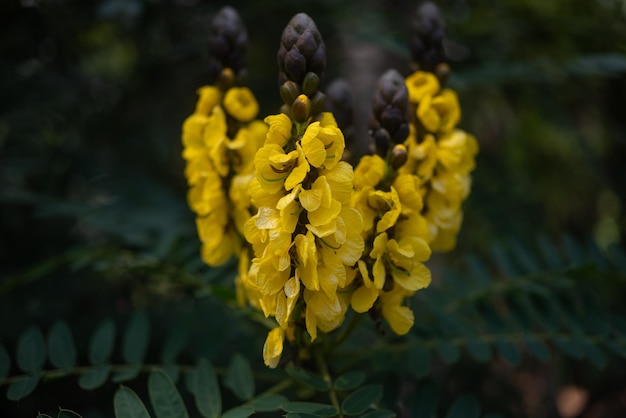 Papel tapiz de naturaleza tropical en su mayoría borroso Primer plano de flores amarillas de sen africano o casia de mantequilla de maní sobre fondo de hojas verdes