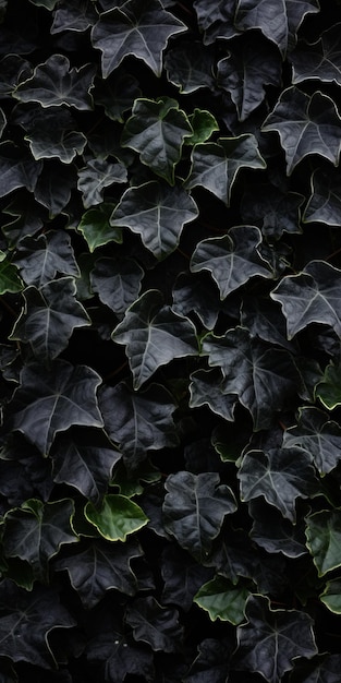 Foto el papel tapiz de pared de ivy negro y gris con un siniestro fondo de paisaje naturalista