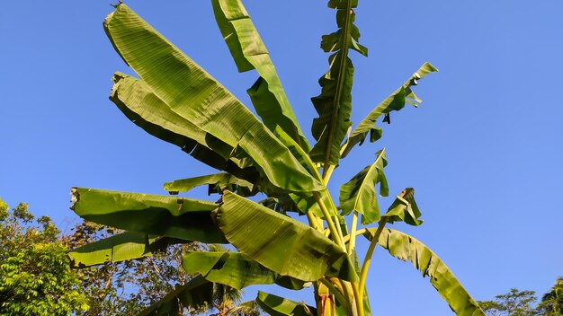 Papel tapiz de plátano con cielo azul.