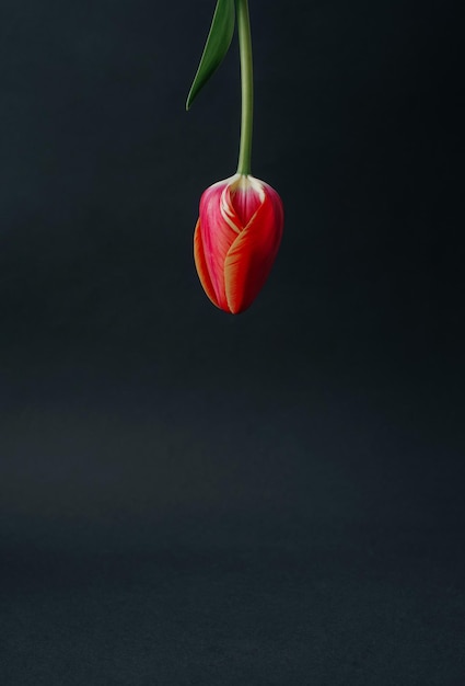 papel tapiz de primavera tulipán rojo boca abajo sobre fondo negro