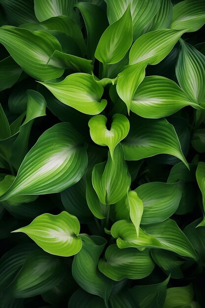 Foto papel tapiz un primer plano de un montón de hojas verdes amplio disparo aéreo atmosférico color fresco