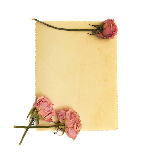 Foto papel vintage com rosas suaves