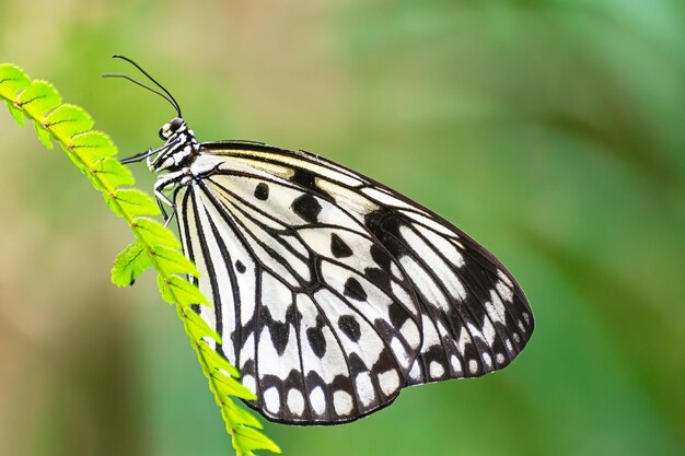 Paper Kite butterfly Idea leuconoe descansando em uma folha verde com asas fechadas