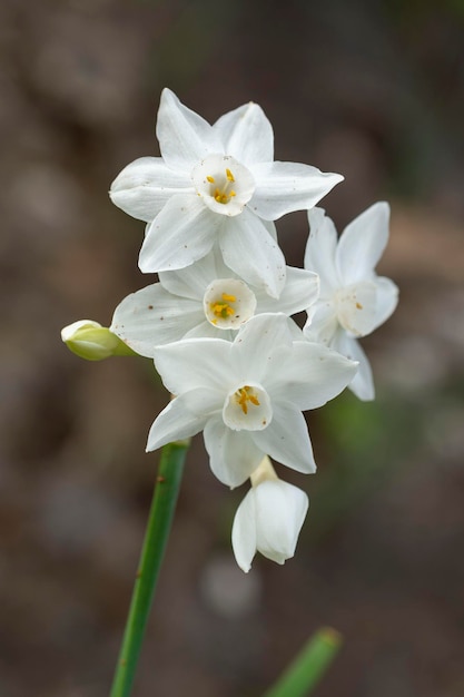 Paperwhite Narcissus Papyraceus Malaga Spanien