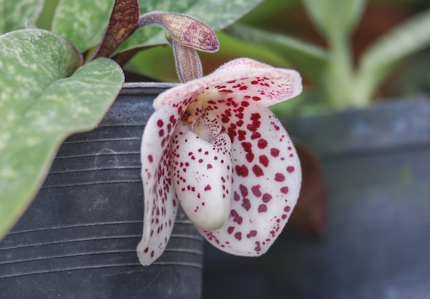 paphiopedilum bellatulum ist Frauenschuh Orchideenblütechi