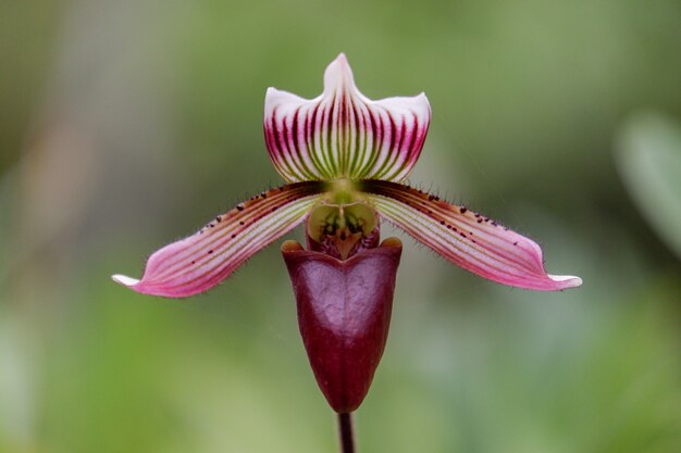 Paphiopedilum callosum Orchideenblüte