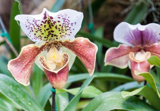 Paphiopedilum dorado