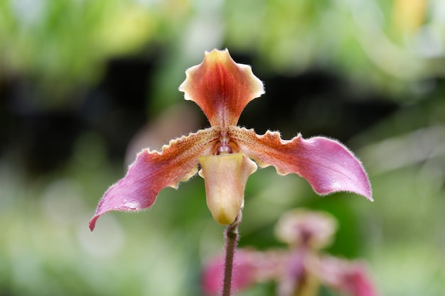 Paphiopedilum hirsutissimum flor da orquídea