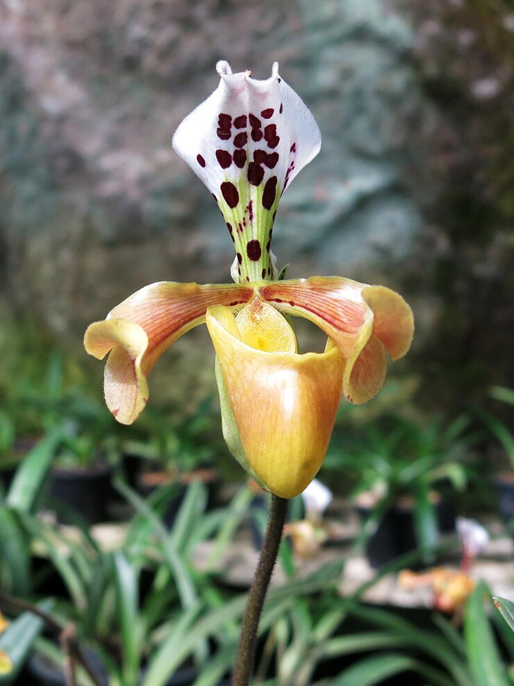 Paphiopedilum Lady's Slipper, Hermosas orquídeas en el bosque tropical de Tailandia.