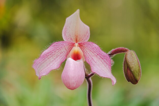 Paphiopedilum o zapatillas rosadas orquídeas closeup