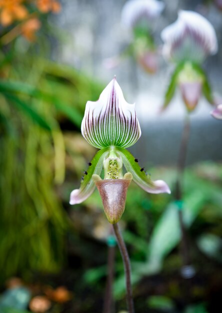 Paphiopedilum ou flor da orquídea de senhora deslizador.