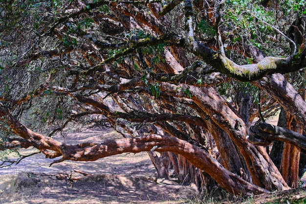 Foto papierbaum polylepis incana