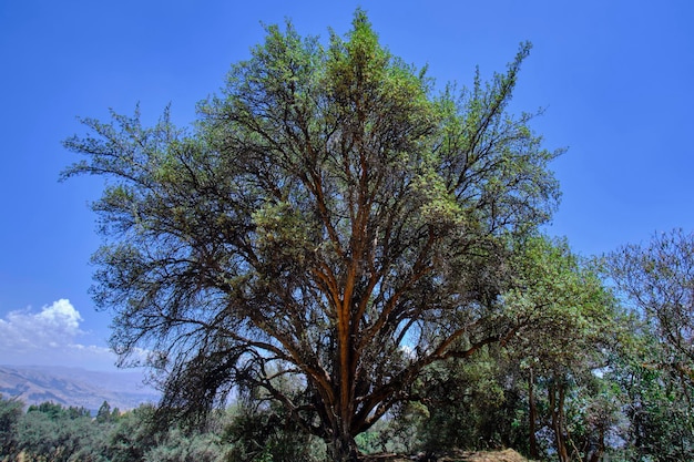 Foto papierbaum polylepis incana