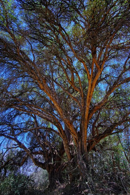 Papierbaum Polylepis incana