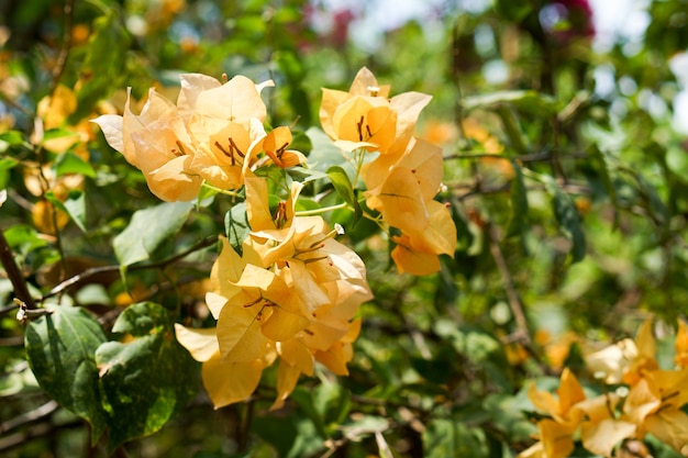 Papierblume oder orange Bougainvillea für erneuern