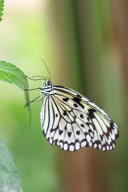 Papierdrachen oder Reispapierschmetterling thront auf einem Blatt. Idee leuconoe