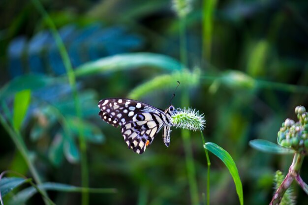 Papilio butterfly o la mariposa de lima común descansando sobre las plantas de flores