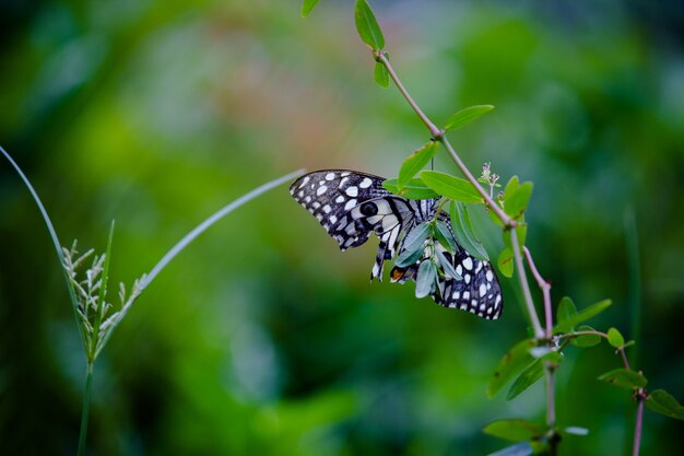 Papilio butterfly o mariposa de lima común o cola de golondrina a cuadros descansando sobre las plantas de flores