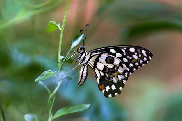 Papilio butterfly o mariposa de lima común sentado en las hojas de la planta