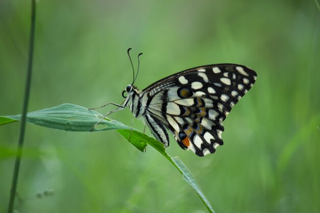 Papilio butterfly o mariposa de lima común sentado en las plantas de flores en su entorno natural