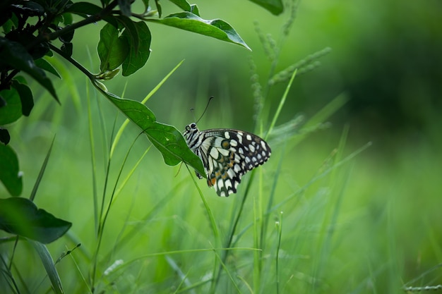 Papilio butterfly o mariposa de lima común sentado en las plantas de flores en su entorno natural