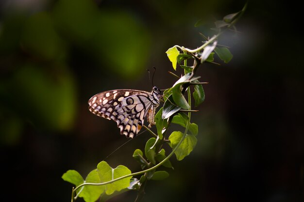 Papilio butterfly o mariposa de lima común sentado sobre las plantas de flores en su entorno natural