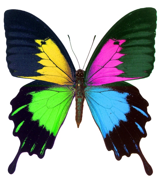 Papilio de borboleta arco-íris, fundo de textura para impressão, ilustração, arte de design. Inseto multicolorido