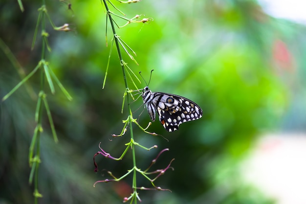 Papilio demoleus butterfly o lima butterfly descansando sobre la planta de flor verde fresca durante la primavera