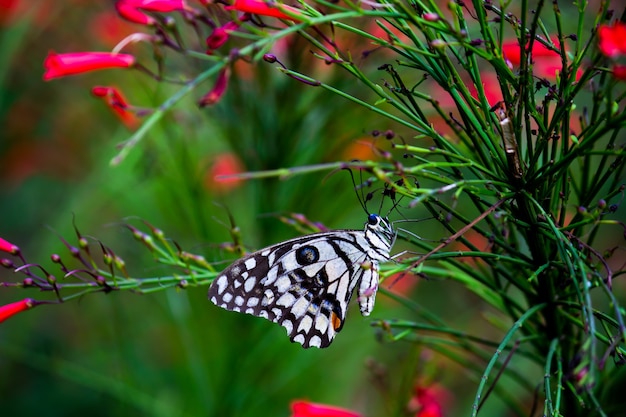 Papilio demoleus é uma borboleta lima comum e um rabo de andorinha comum ou conhecido como borboleta limão