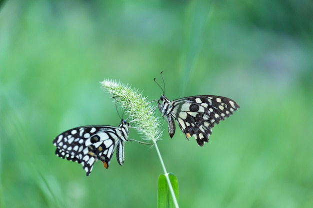 Papilio demoleus, una especie de mariposa común y extendida, también se la conoce como mariposa de lima.