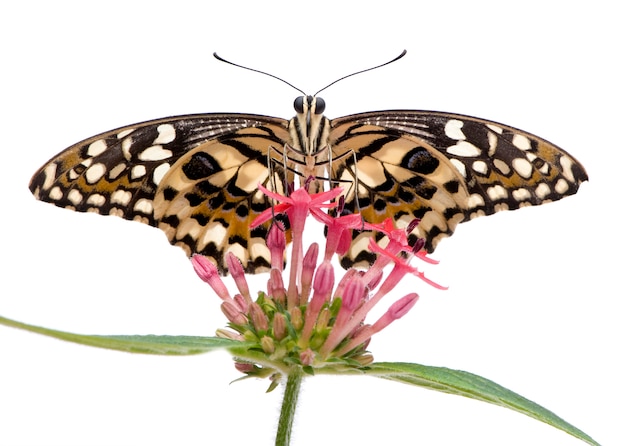 Papilio demoleus mariposa en un blanco aislado